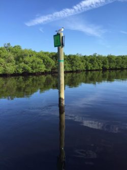 Near "S- Curve" section of Ponce Channel Area